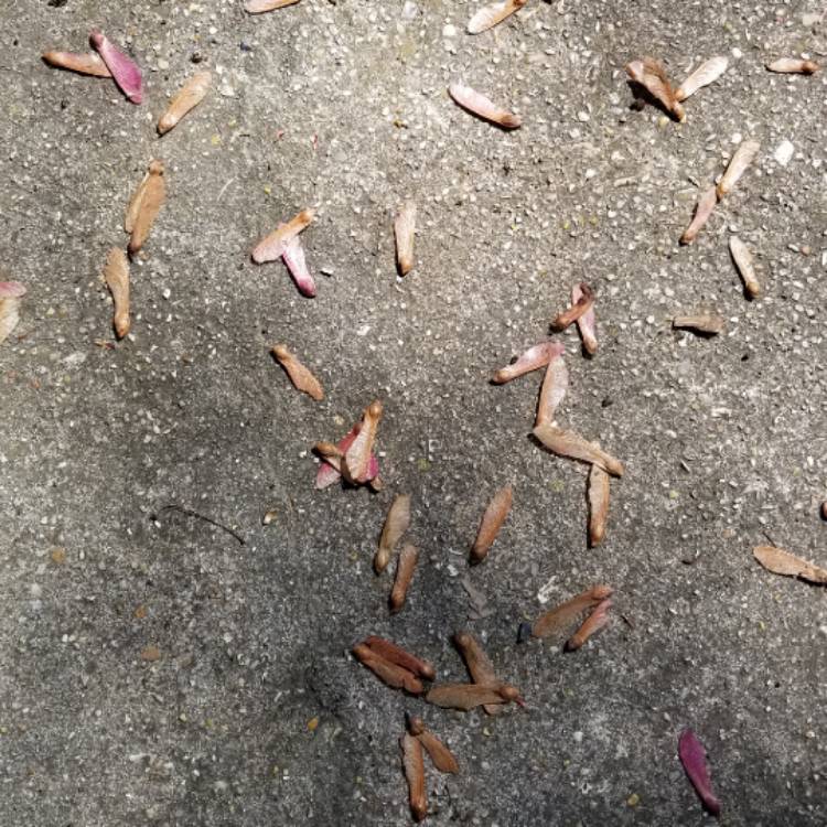 plant image 1236480
