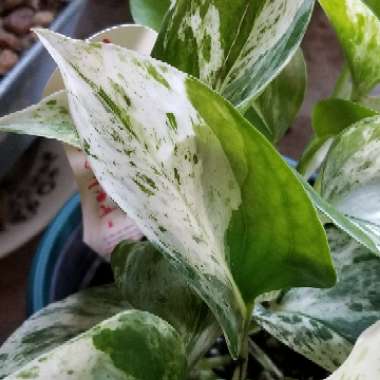 Epipremnum aureum 'Marble Queen'