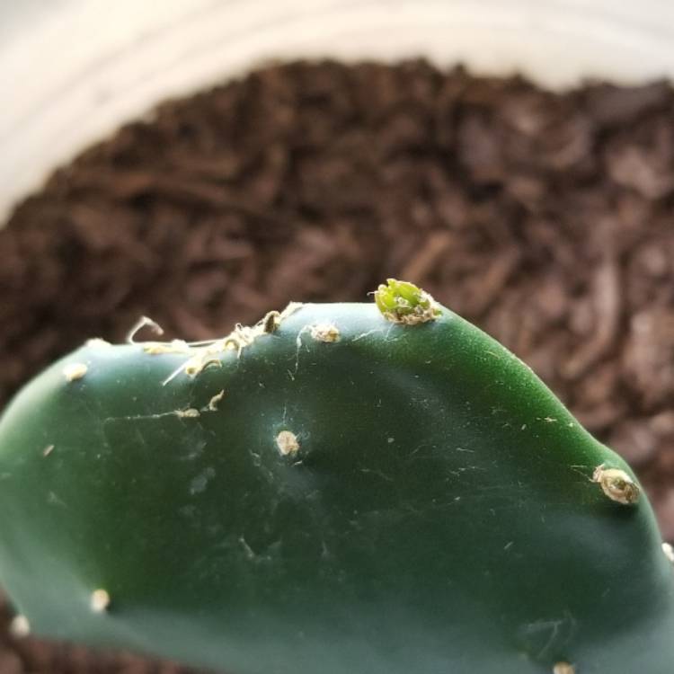 plant image 1236496