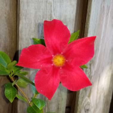 Mandevilla 'Sunmandecrim' syn. Mandevilla 'Sun Parasol Crimson', Mandevilla 'Sundaville Red'