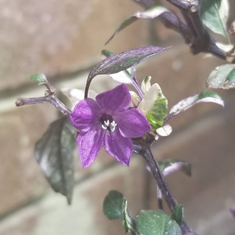 Plant image Capsicum Annuum 'Purple Flash'