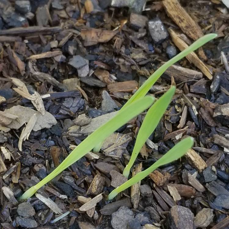plant image 1260466
