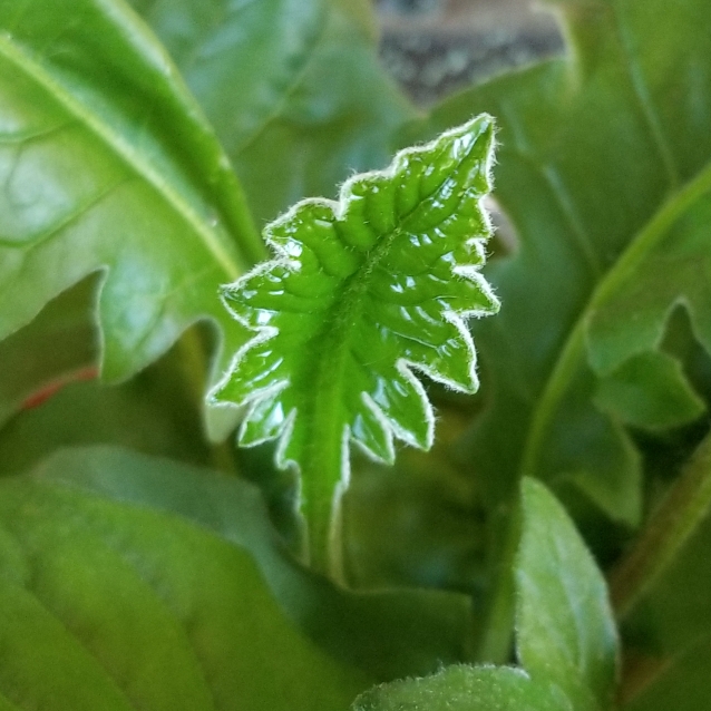 plant image 1260587 plant image 1260587