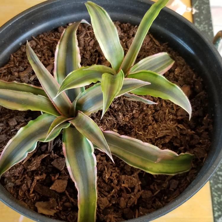 Plant image Cryptanthus Bivittatus