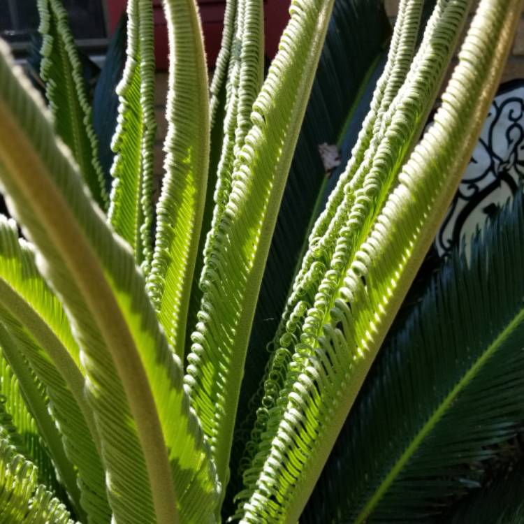 plant image 1294821 plant image 1294821