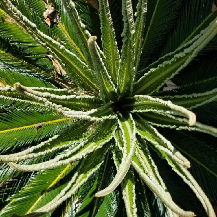 plant image 1294822 plant image 1294822