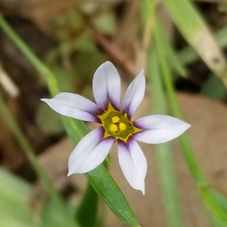 Plant image Sisyrinchium montanum