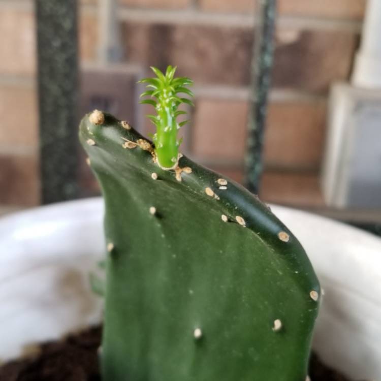 plant image 1329838