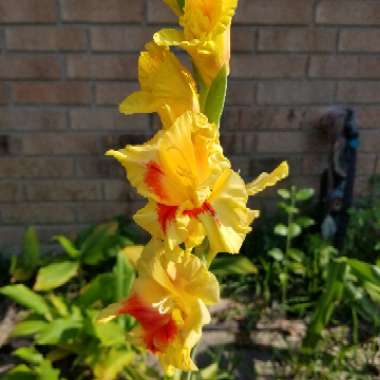 Gladiolus