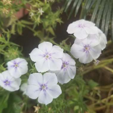 Phlox