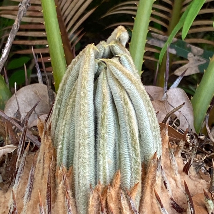 plant image 1461633 plant image 1461633