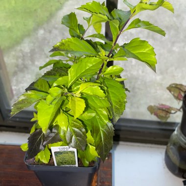 Duranta erecta 'Sweet Memory