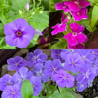 Phlox