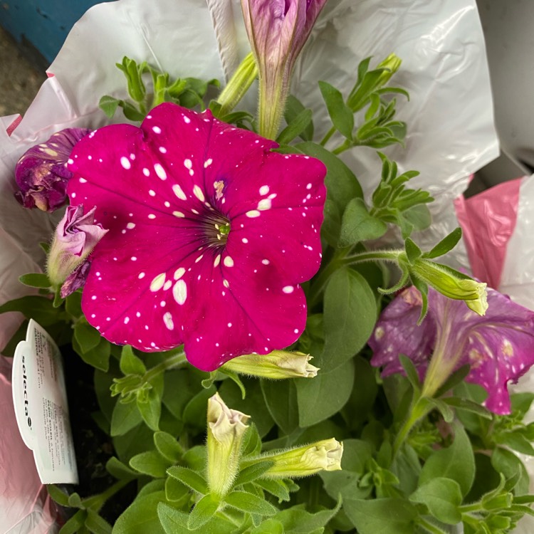 plant image 1465554 plant image 1465554