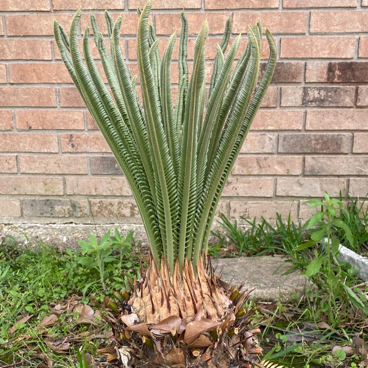 plant image 1466148 plant image 1466148