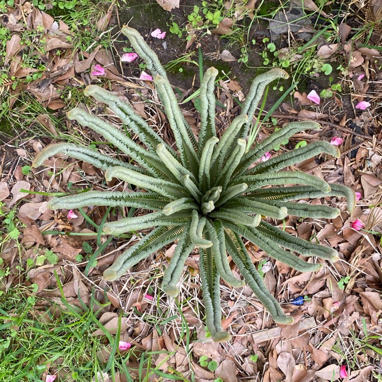 plant image 1466149 plant image 1466149