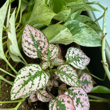 Hypoestes phyllostachya 'Pink Splash'