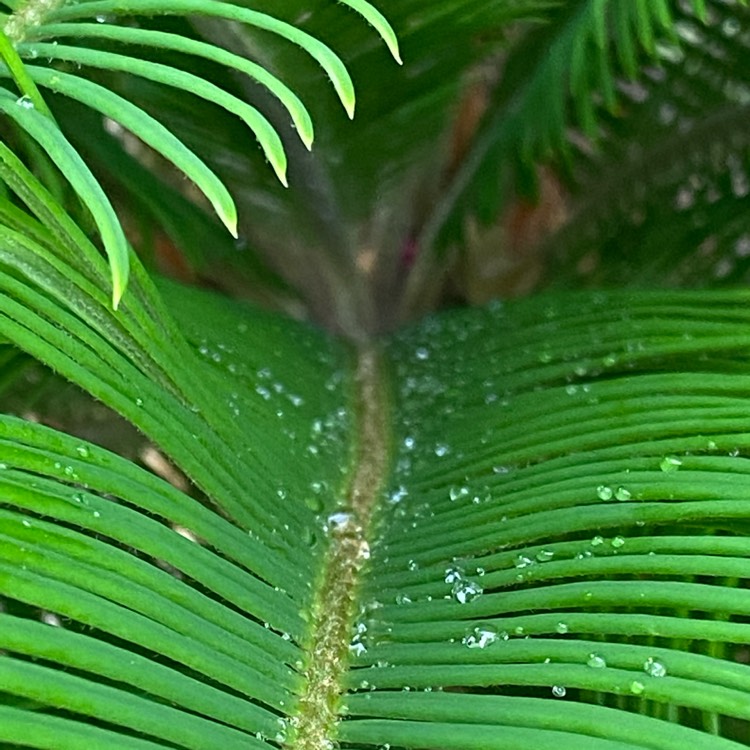 plant image 1472736 plant image 1472736
