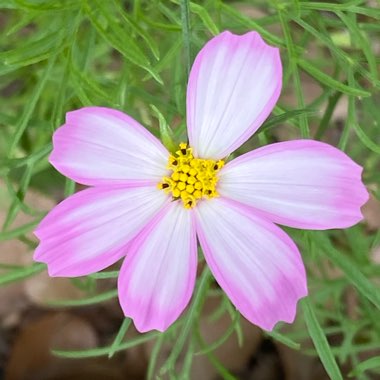 Cosmos bipinnatus 'Summer Sensation' Mix