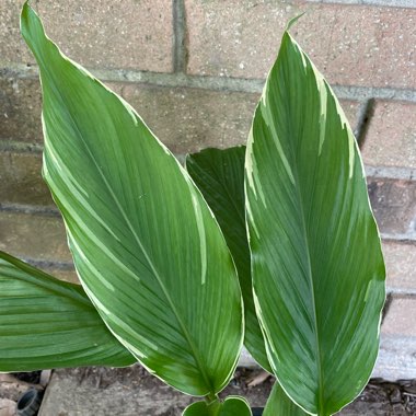 Curcuma