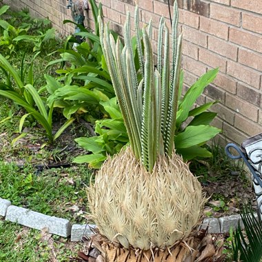 Cycas
