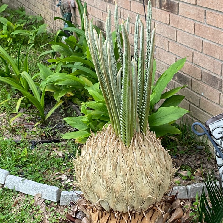 plant image 1507325 plant image 1507325