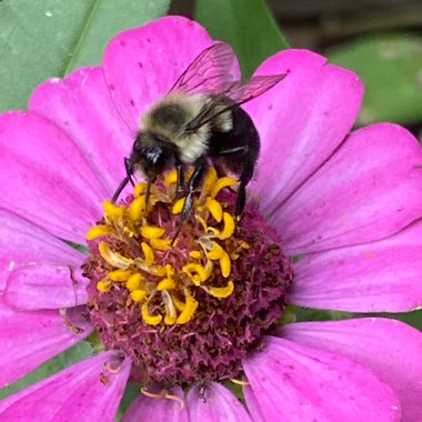 Zinnia