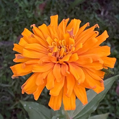 Zinnia