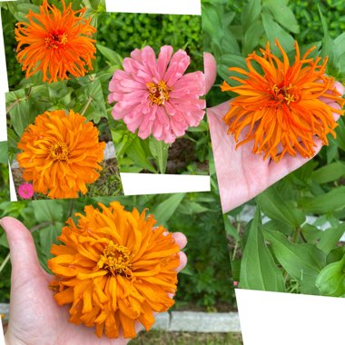 Zinnia