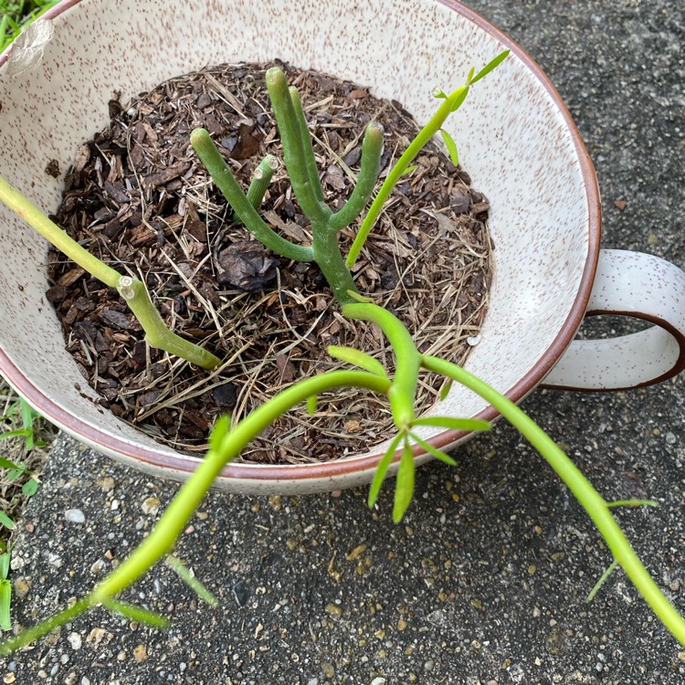 plant image 1527265 plant image 1527265