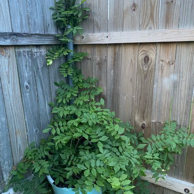 Jenny's garden