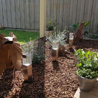 Jenny's garden