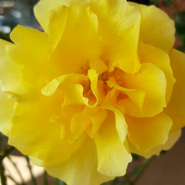 Jenny's garden