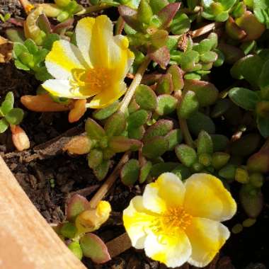 Jenny's garden