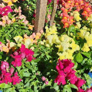 Jenny's garden