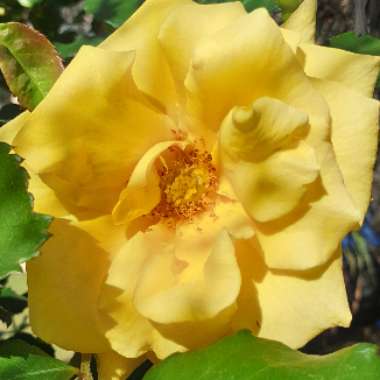 Jenny's garden