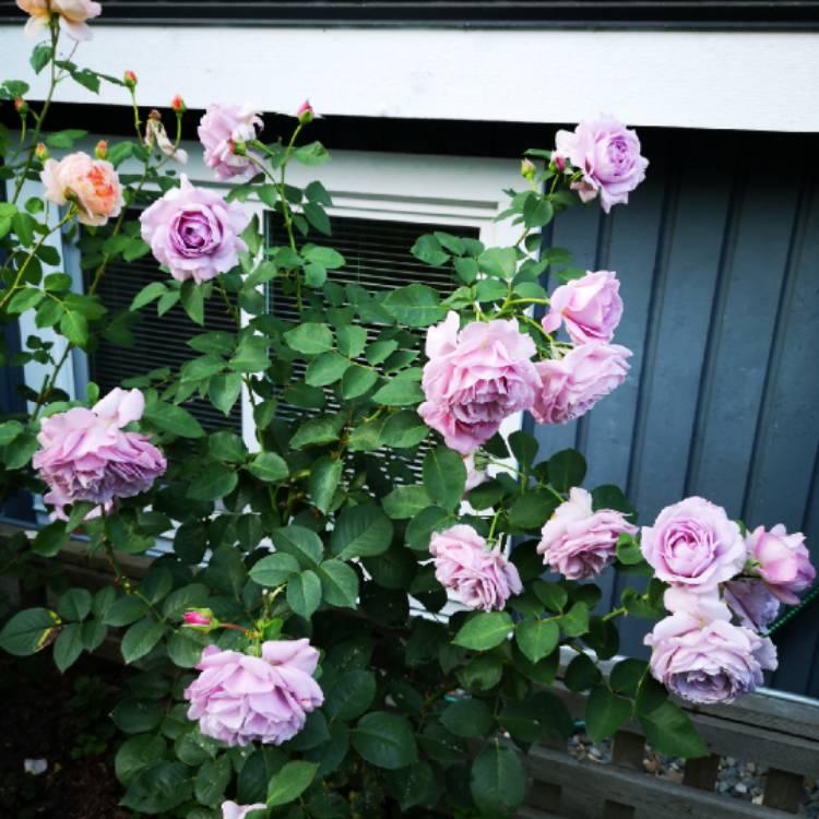 Plant image Rosa 'Love Song'