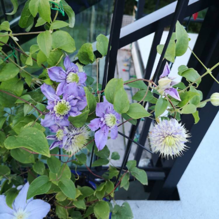 Plant image Clematis 'Blue Light'