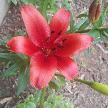 Scarborough lily