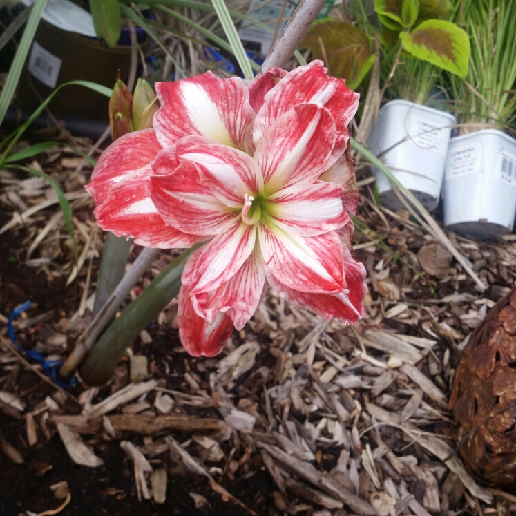 plant image 257407