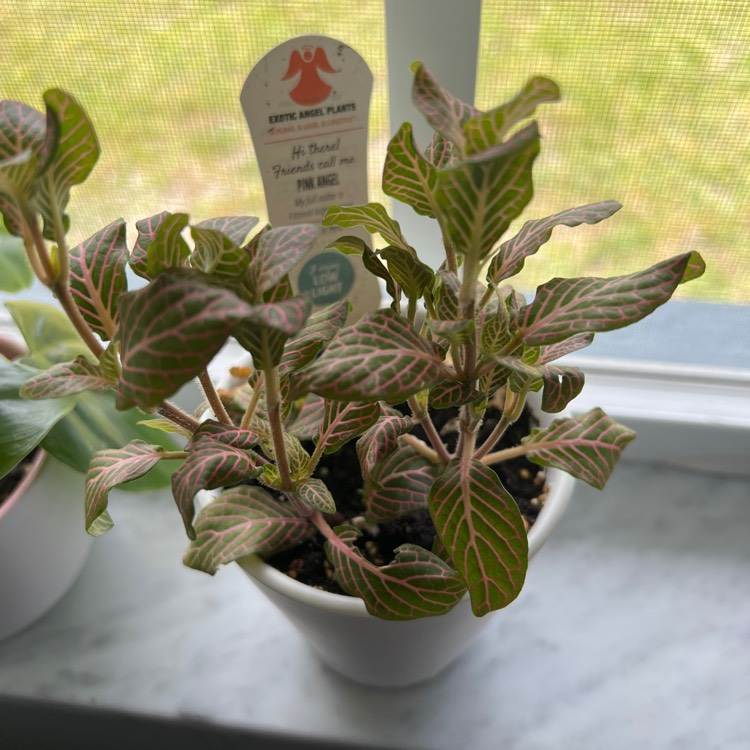 Plant image Fittonia Verschaffeltii 'Pink Angel'