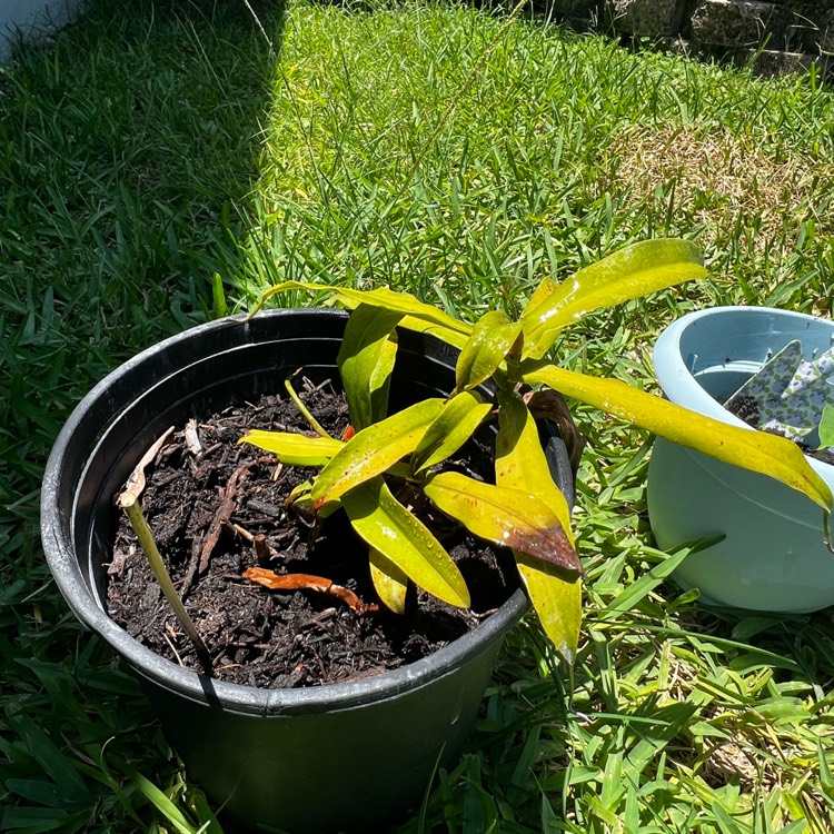 Plant image Nepenthes ventricosa x ampullaria 'Lady Luck'