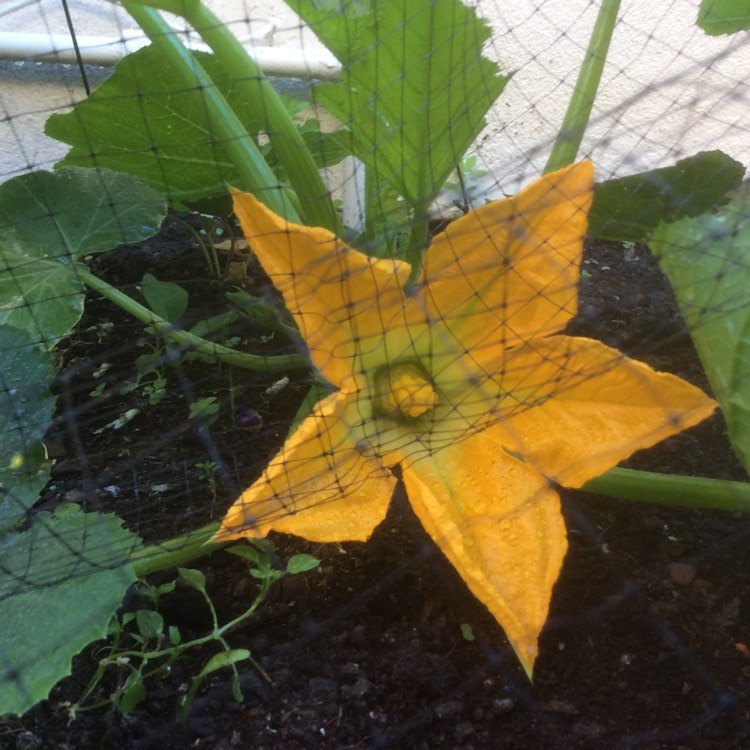 Plant image Cucurbita pepo var. Cylindrica 'Defender'