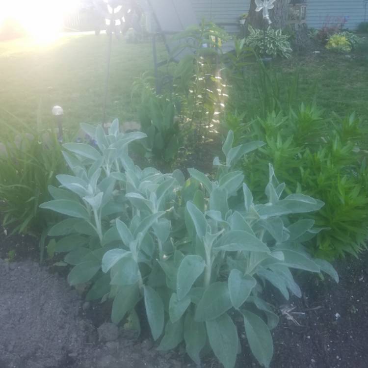 plant image 400143