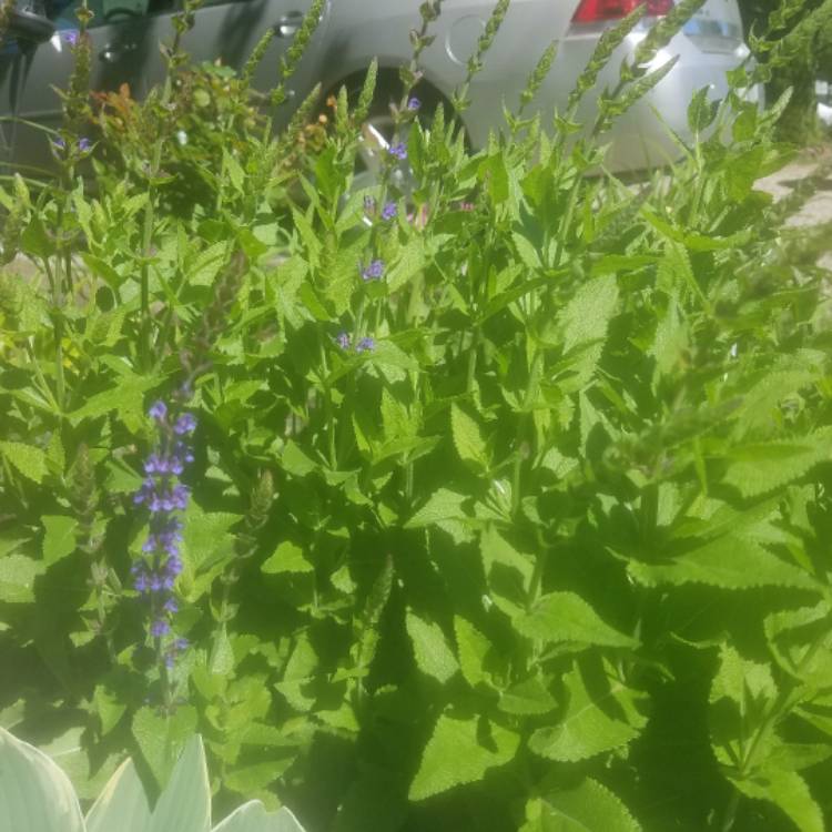 Plant image Verbena hastata 'Blue Spires'