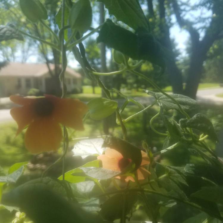 Plant image Thunbergia alata 'Arizona Glow'