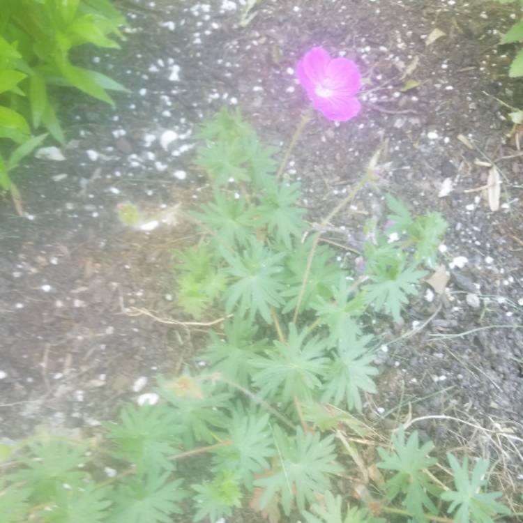 Plant image Geranium 'Khan'