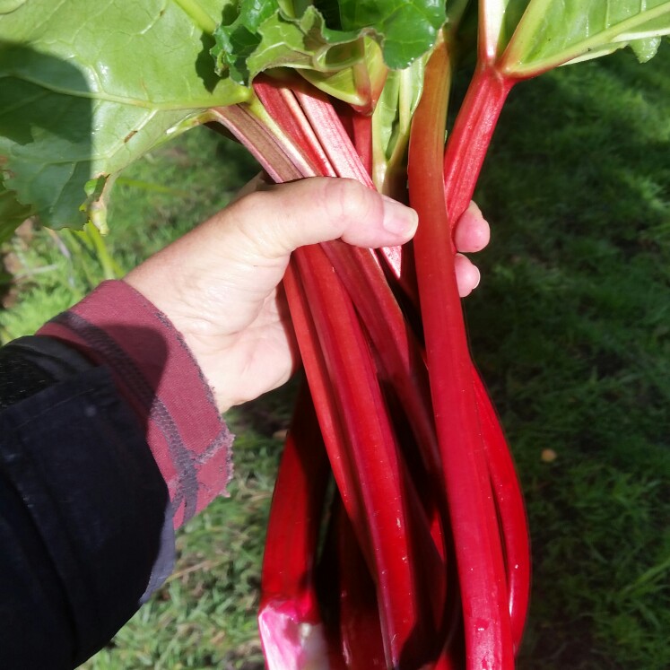 Rhubarb