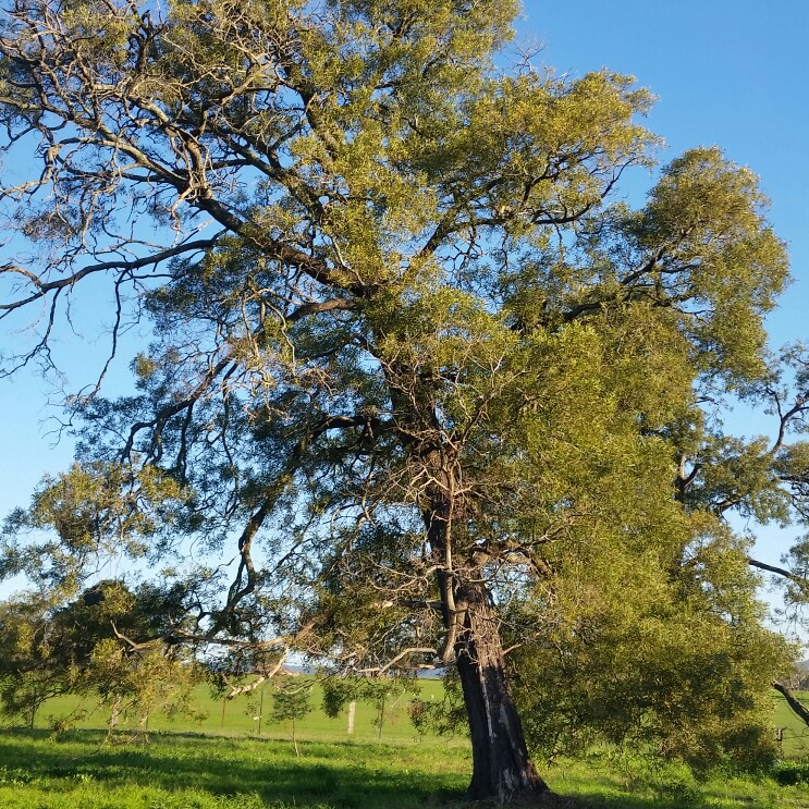 plant image 117302