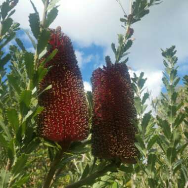 Cut Leaf Banksia